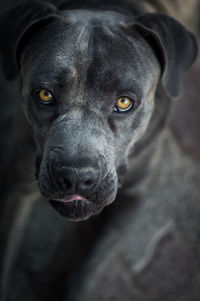 Close-up portrait of dog