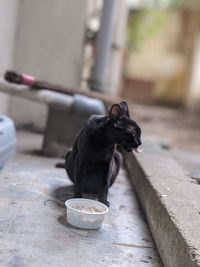 Black cat eating food on floor