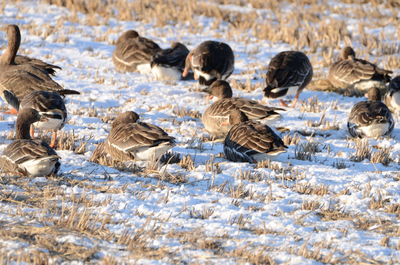 Flock of birds in water