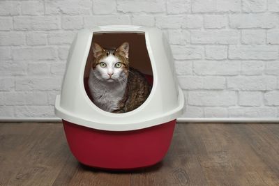 Portrait of cat sitting in container on hardwood floor