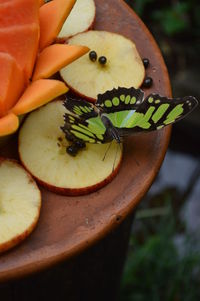 Close-up of insect on leaf