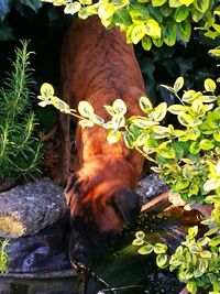 Close-up of cat by plants