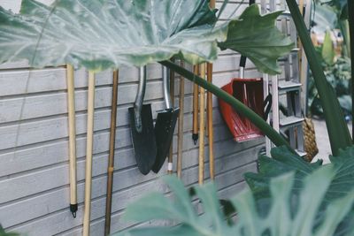 High angle view of potted plants