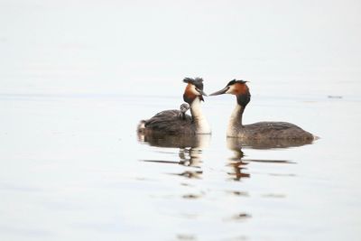 Birds swimming in a lake