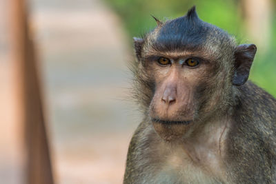 Crab-eating macaque