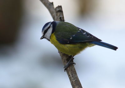 Close-up of bird perching on a branch