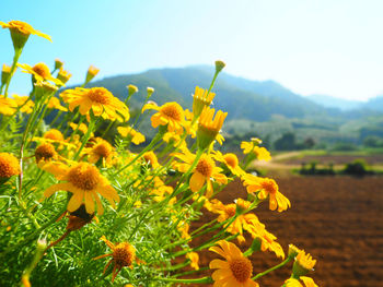 Close-up of yellow flowers blooming in field