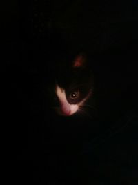 Portrait of cat