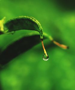 Close-up of water drop on leaf