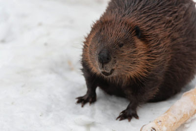 Close-up of a beaver in the snow