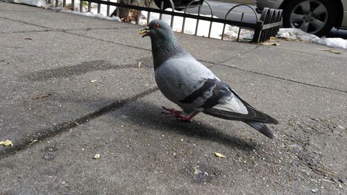 High angle view of bird perching on ground