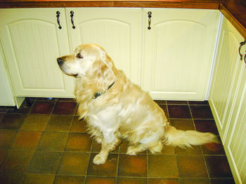 High angle view of golden retriever