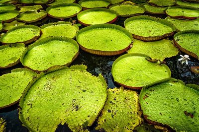 High angle view of lily pads in lake