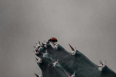 Close-up of birds perching on the wall