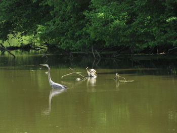 Birds swimming in lake