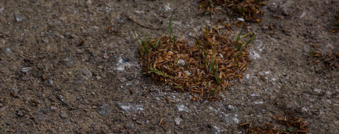 Close-up of plants