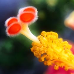 Close-up of yellow flower