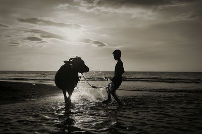 Silhouette boy splashing water on cow at beach during sunset