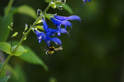 Close-up of purple flowers