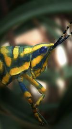 Close-up of insect on leaf