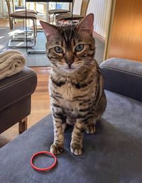 Portrait of cat sitting on seat at home