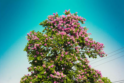 Low angle view of pink flowering plant against clear sky