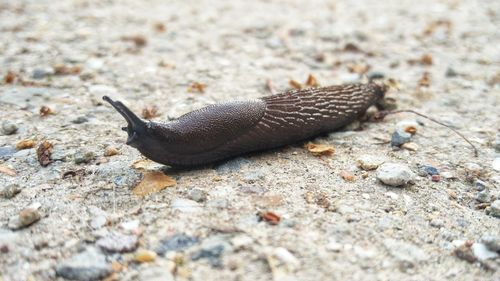 Close-up of snail on rock