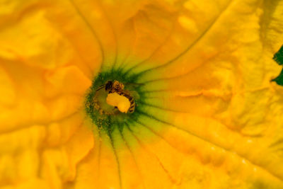 Full frame shot of yellow flower