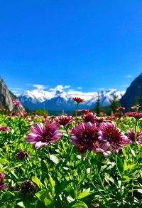 Close-up of purple flowers blooming in field