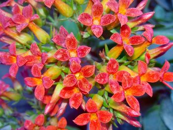 Close-up of red flower