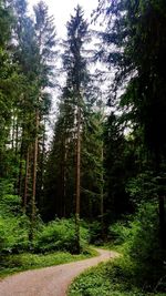 Pine trees in forest against sky