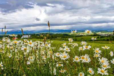 Flowers blooming in field against cloudy sky