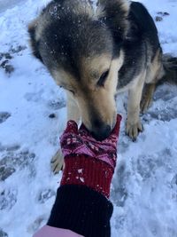 Close-up of dog on snow covered land