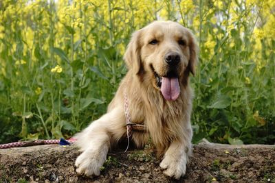 Dog sitting on ground