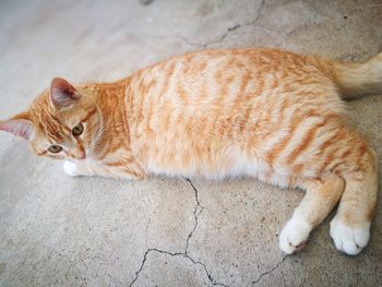 High angle view of cat lying on floor