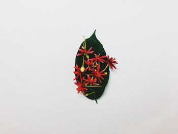 High angle view of red leaves on white background
