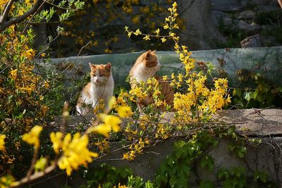 Cat sitting on a flower