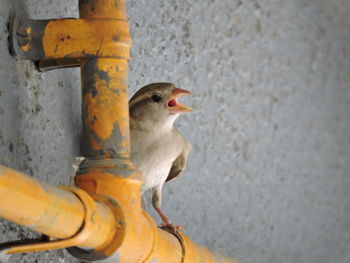 Close-up of bird perching outdoors