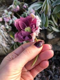 Close-up of hand holding purple flower