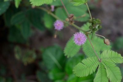 Close-up of pink flowering plant