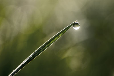 Close-up of wet plant