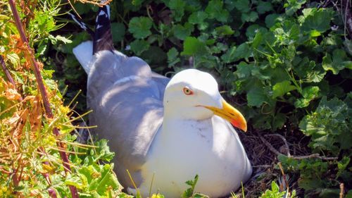 Close-up of white duck on field
