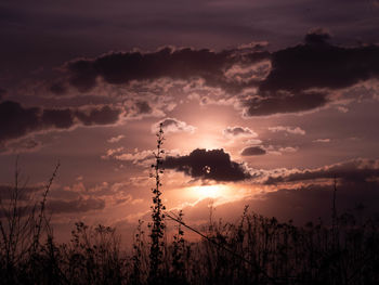 Silhouette plants against sky during sunset