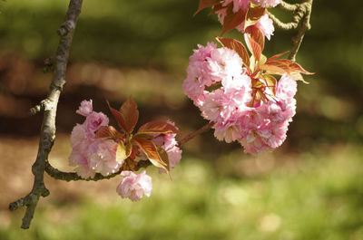 Close-up of pink flowers blooming outdoors