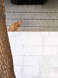 Portrait of cat on retaining wall