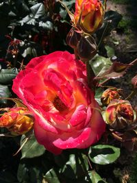 Close-up of red rose blooming outdoors