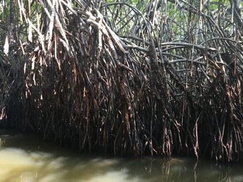 Scenic view of river in forest