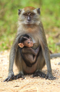 Portrait of monkey with infant sitting on dirt road