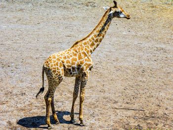 giraffe