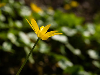 Close-up of yellow flowering plant